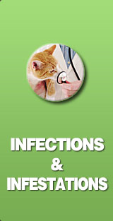 infections and infestations