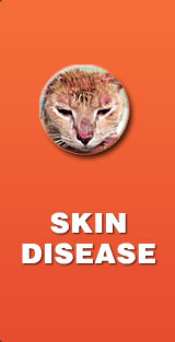 skin disease