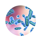 infections and infestations