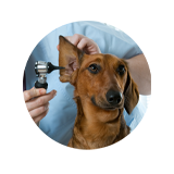 ear problems
