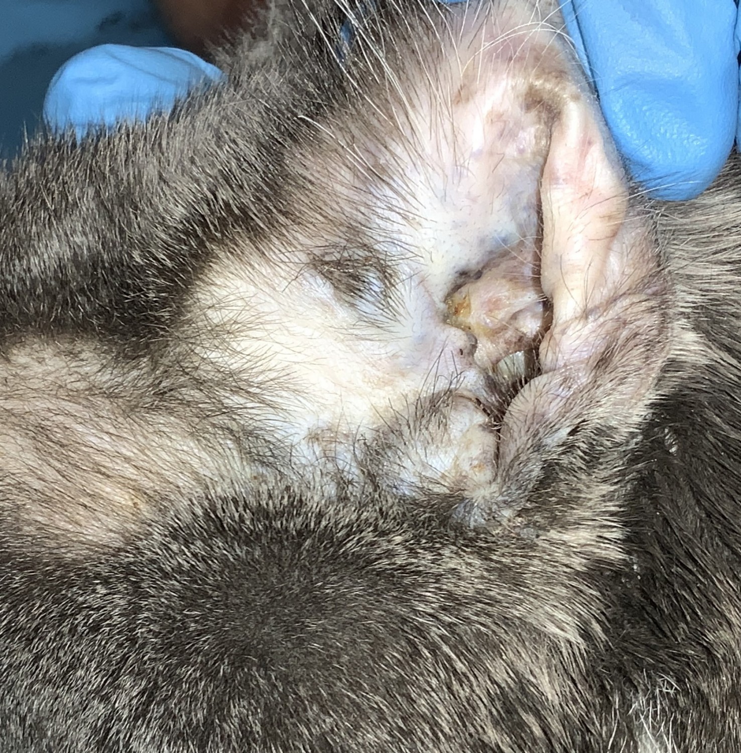 Apocrine Gland Cystadenoma After (10 Weeks)