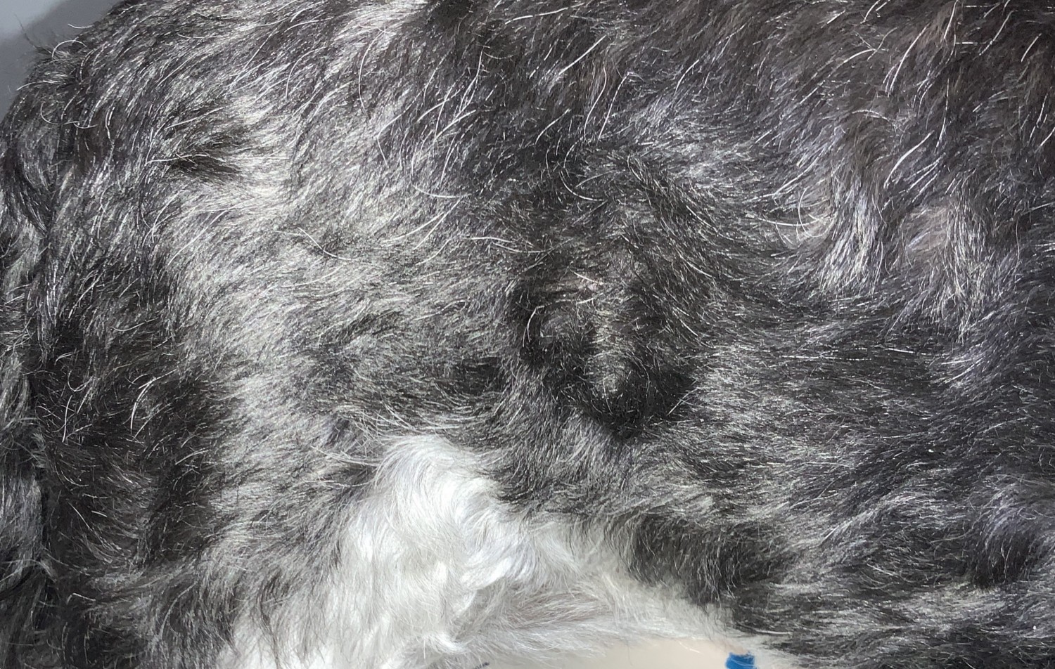 Sebaceous Growth After (4 Weeks)