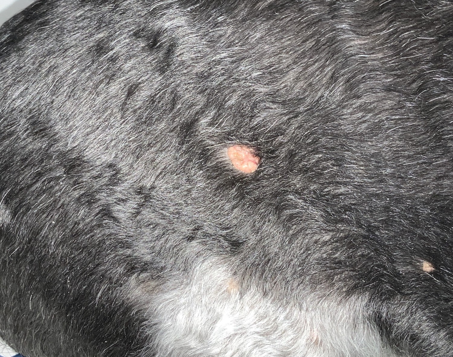 Sebaceous Growth Before