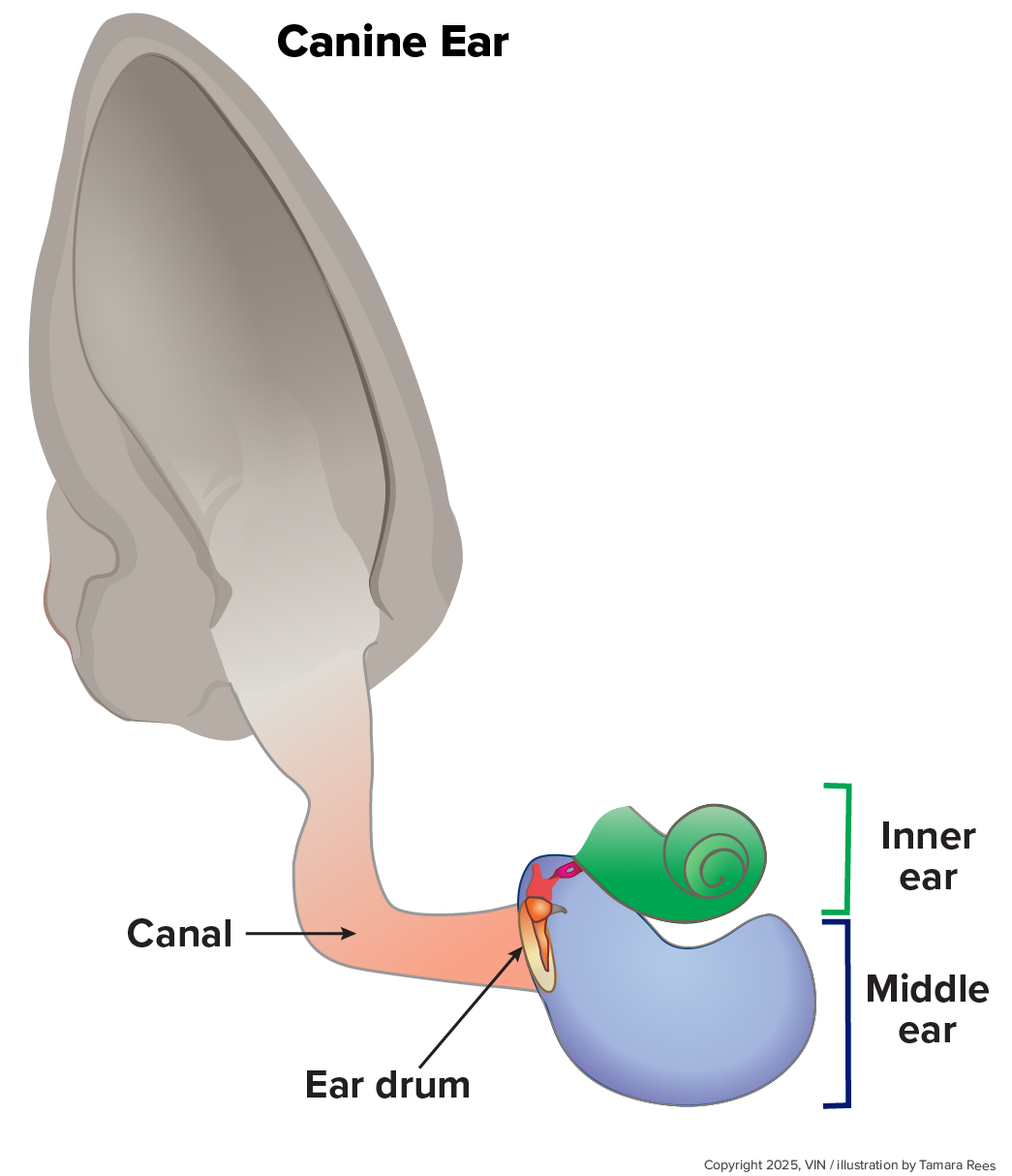 Ear Canal Anatomy Ear Canal Anatomy